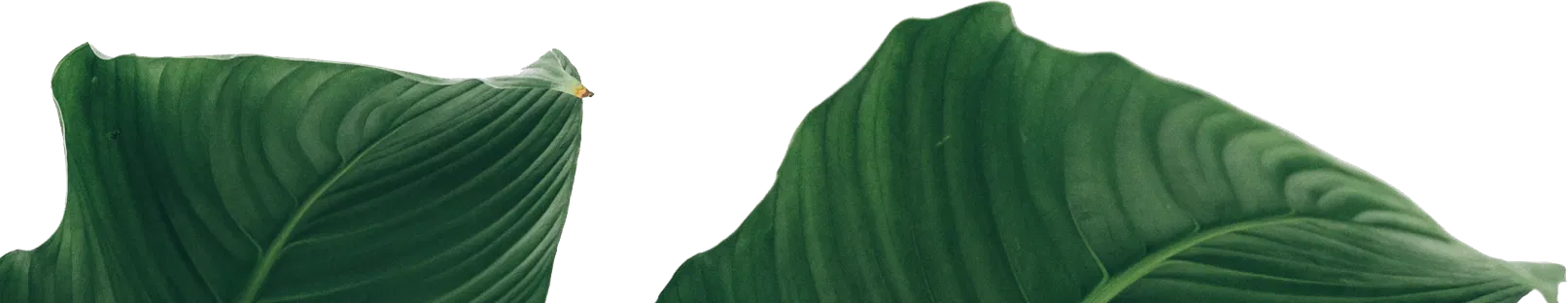 The Secret Fragrances